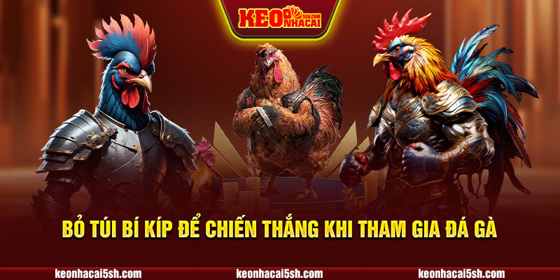 Bỏ túi bí kíp để chiến thắng khi tham gia đá gà