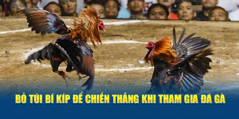 Bỏ túi bí kíp để chiến thắng khi tham gia đá gà