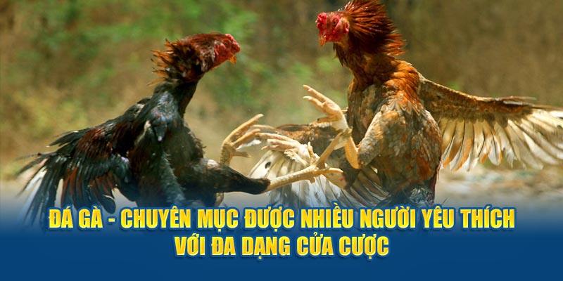 Đá gà - Chuyên mục được nhiều người yêu thích với đa dạng cửa cược